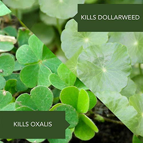 BioAdvanced Season Long Weed Control For Lawns, Concentrate, 29 oz - Image 5